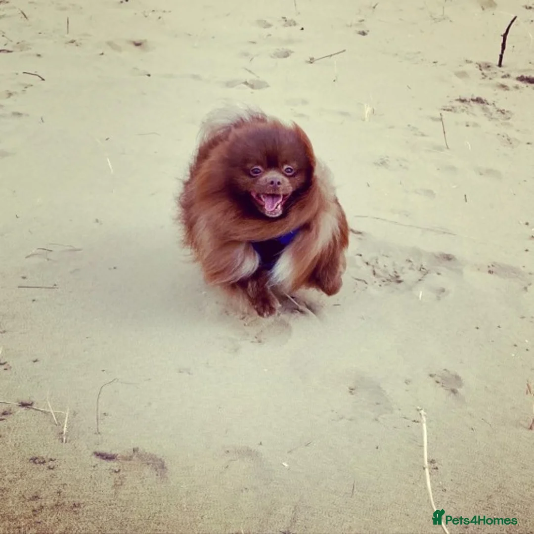 Pomeranian dogs for stud: Chocolate Stud Kc Registered ,Embark tested in Runcorn - Advert 8