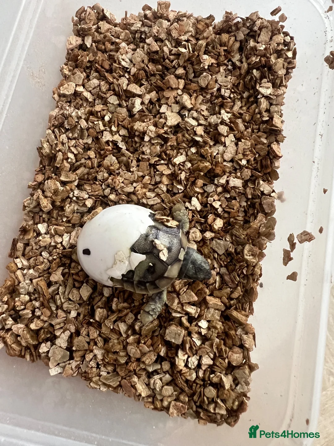 Tortoise reptiles for sale: Uk Bred Hermann tortoises - Advert 9