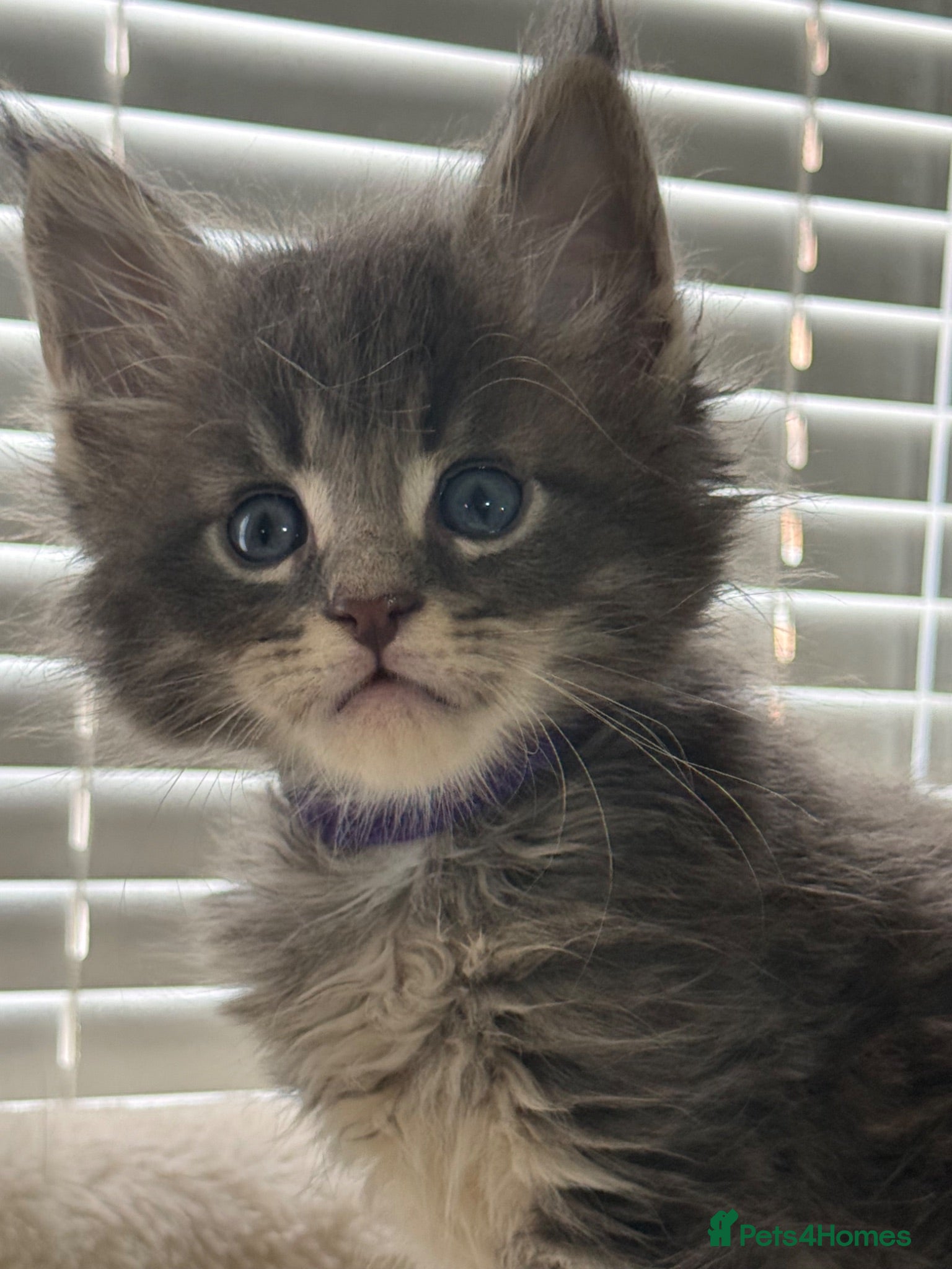 Maine Coon cats TICA Registered Maine Coon Kittens Reserve now - Advert 12
