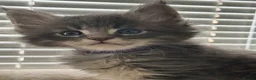 Maine Coon cats for sale:     Health Tested TICA Reg Maine Coon Kittens  - Advert 11