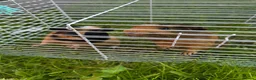 Guinea Pig rodents for sale: Two male guinea pigs  in Houghton le Spring - Advert 5