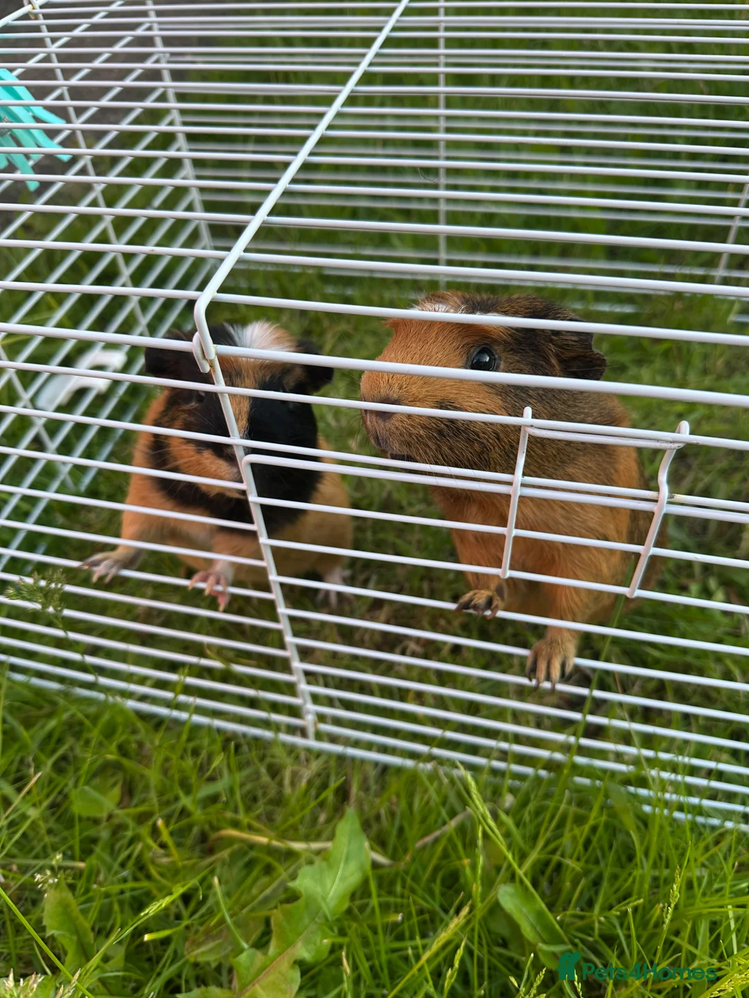 Guinea Pig rodents for sale: Two male guinea pigs  in Houghton le Spring - Advert 5