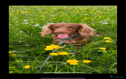 Dachshund dogs for sale: Gorgeous Dappled Dachshund Boy - Image 6