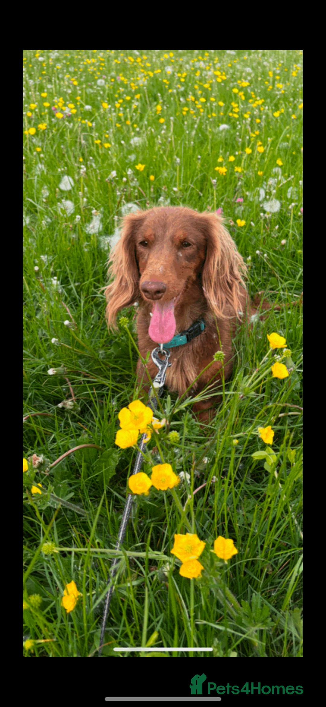 Dachshund dogs for sale: Gorgeous Dappled Dachshund Boy - Image 6
