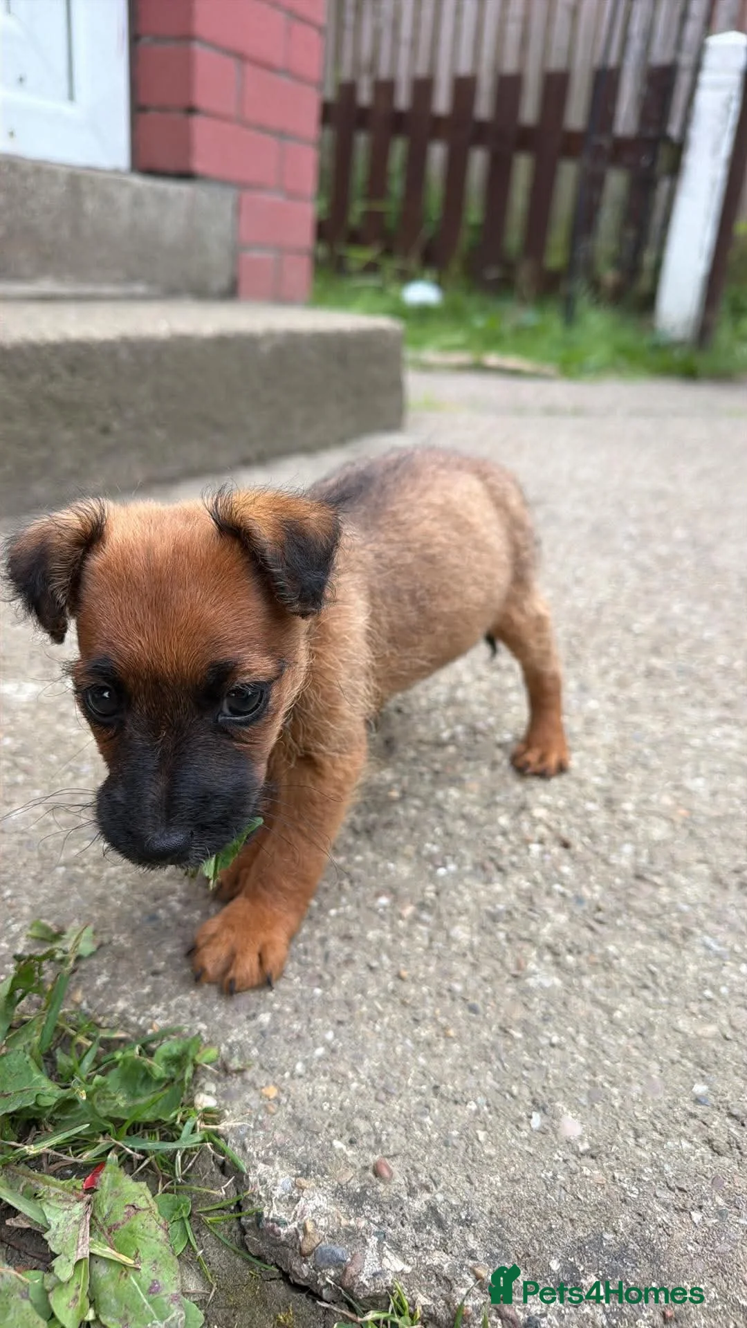 Jack Russell dogs for sale: Jack Russel in Bradford - Advert 1