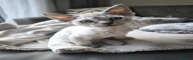 Devon Rex Kitten 2 rehomed 