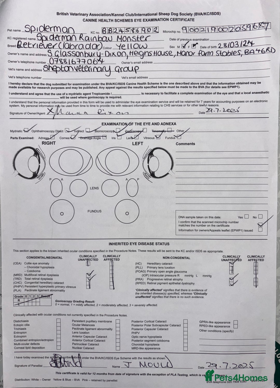 Labrador Retriever dogs for sale: Plump little Red Labrador Puppies! - Image 3