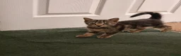 American Shorthair cats for sale: Kittens for sale  - Advert 10