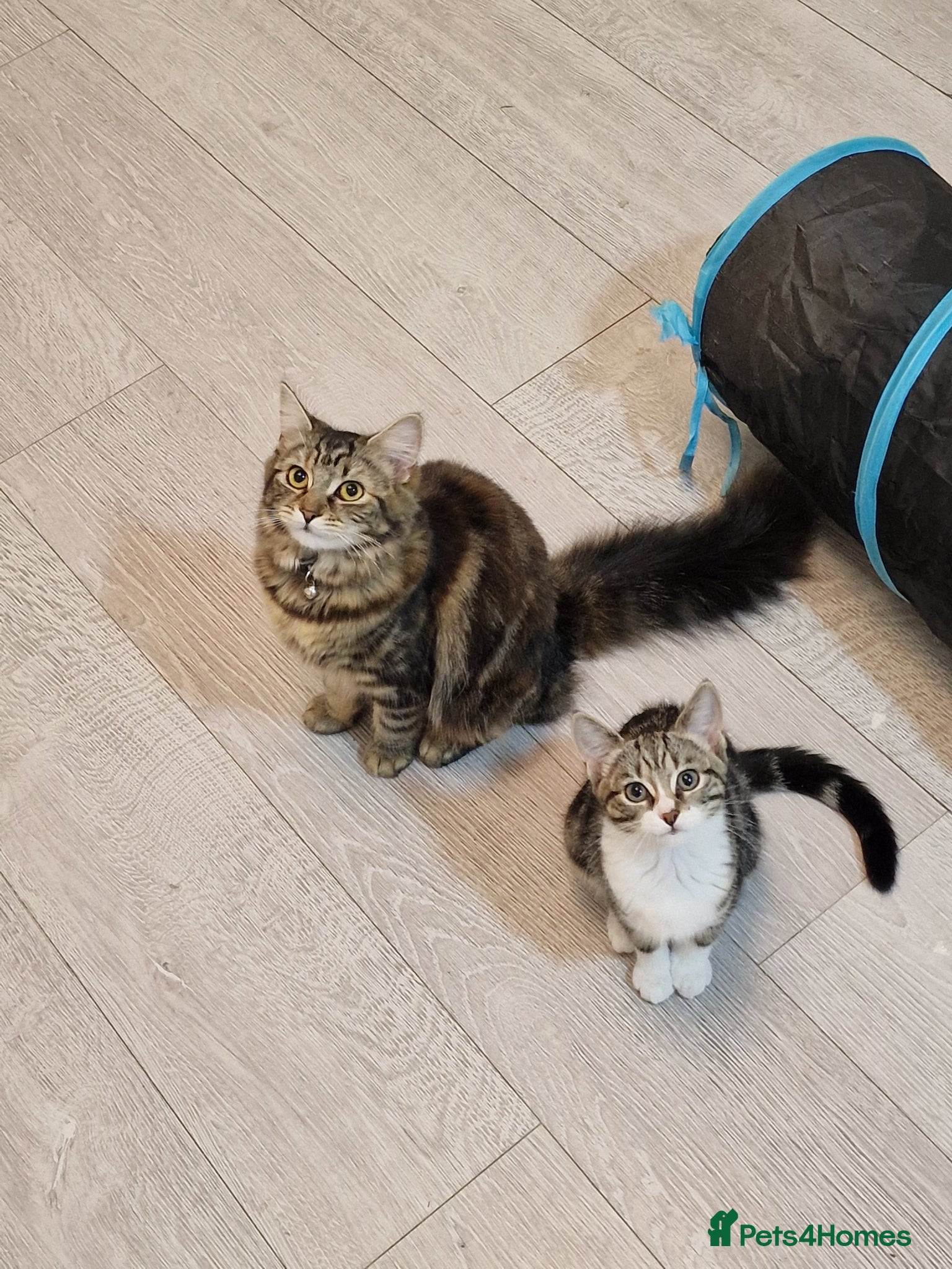 Maine Coon cats 2 Lovely Kittens Homed Together - Advert 1