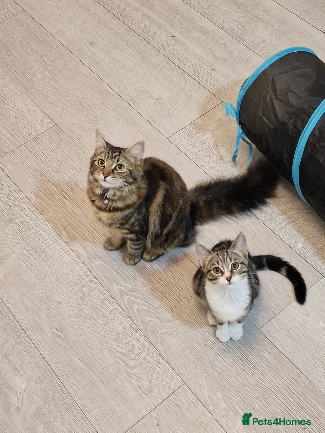 Maine Coon cats for sale: 2 Lovely Kittens Homed Together - Advert 1