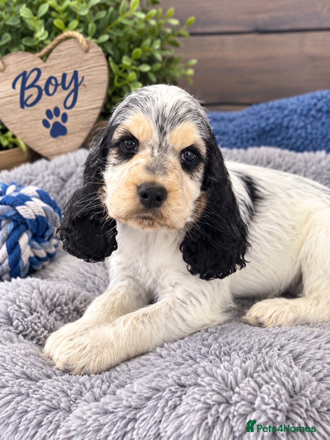 Cocker Spaniel dogs READY  GIRLS & BOYS  - Advert 2