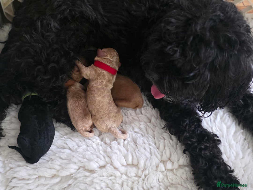 Cavapoo dogs for sale: Miniature cavapoo f1bb puppies - Image 5