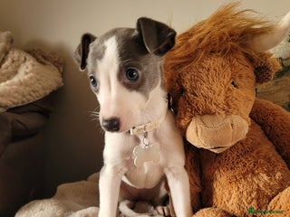 Whippet dogs Stunning kc registerd whippets - Advert 6