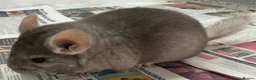 Chinchilla rodents for sale: Bertie, beautiful Beige boy - Advert 9