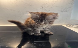Maine Coon cats for sale: GCCF Registered Kittens. Beautiful lively kittens  - Image 24