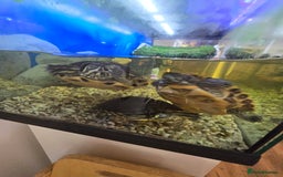 Turtle reptiles for sale: 3x Yellow slider turtles - Image 2
