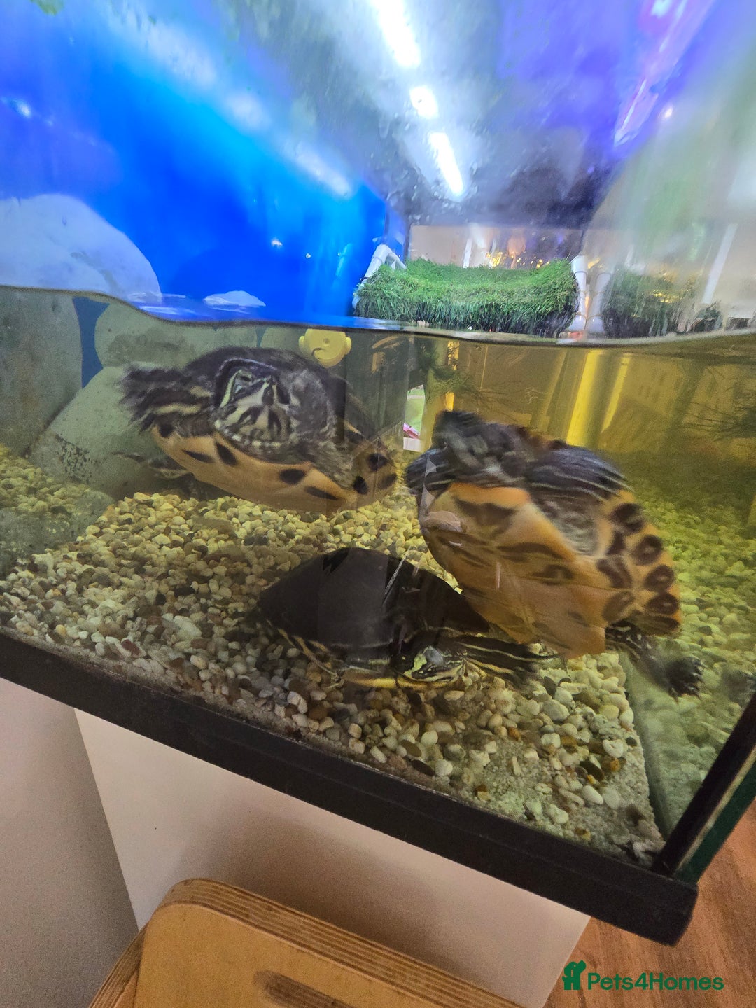 Turtle reptiles for sale: 3x Yellow slider turtles - Image 2
