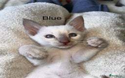 Siamese cats for sale: Human Toilet Trained! Exquisite Siamese Kittens - Image 26