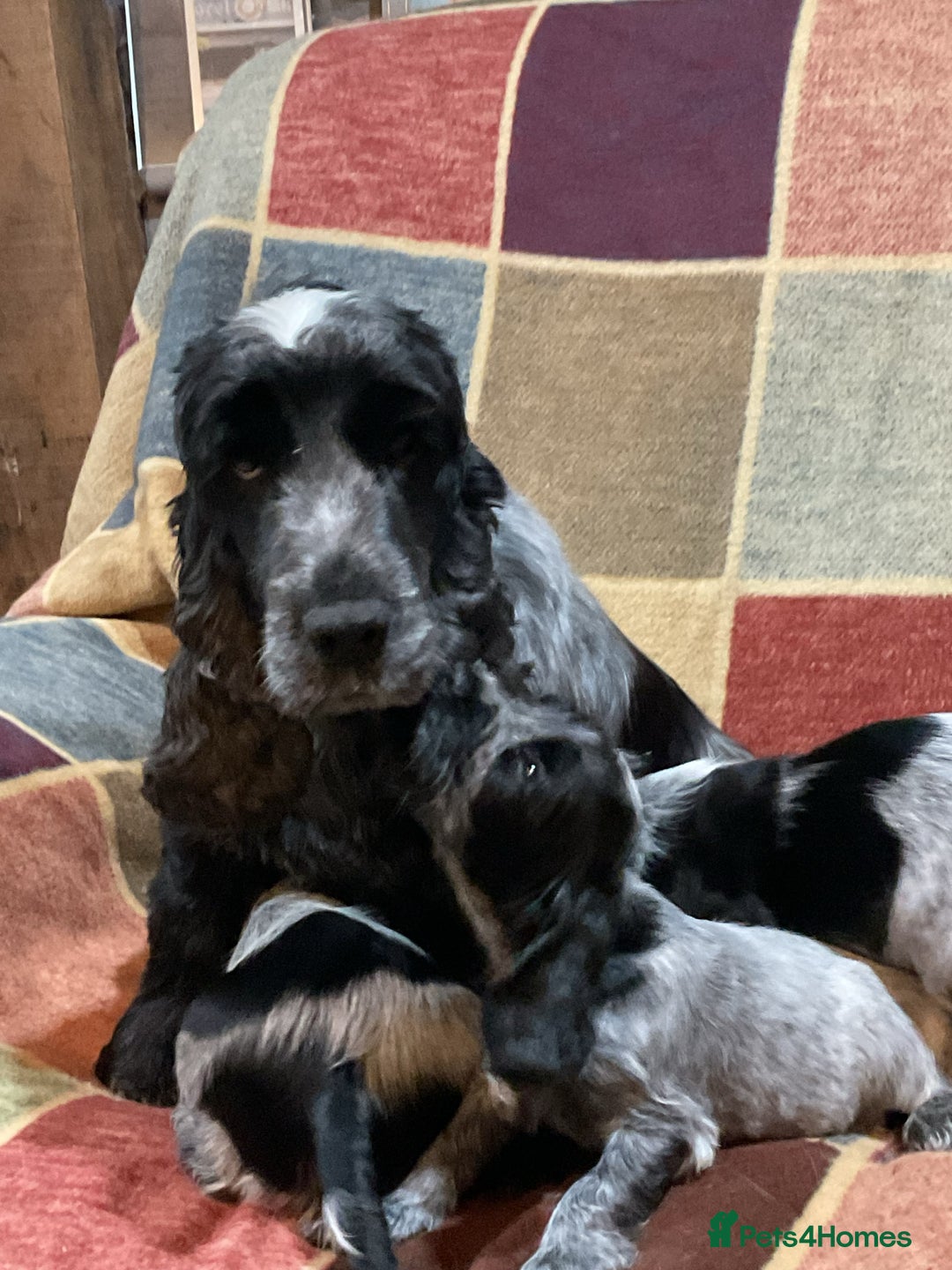 Cocker Spaniel dogs for sale: Chunky cocker pups  - Advert 3