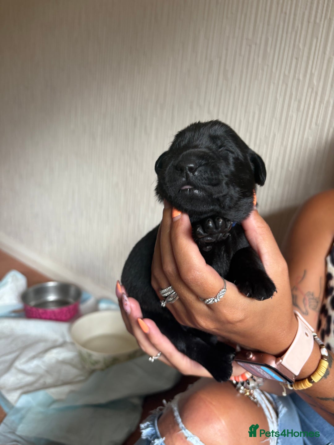 Labrador Retriever dogs for sale: Chunky Black Labrador puppies  - Image 17