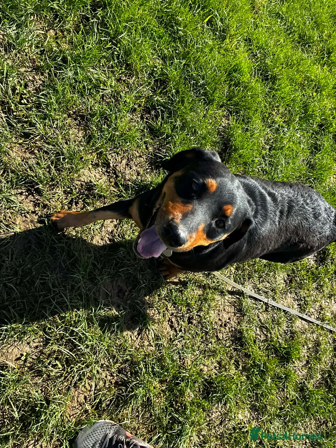 Mixed Breed dogs for adoption: Piper is looking for her forever home  in Hemel Hempstead - Advert 2