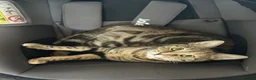 Bengal cats for sale: Bengal Mix Female Cat  in Sheffield - Advert 2