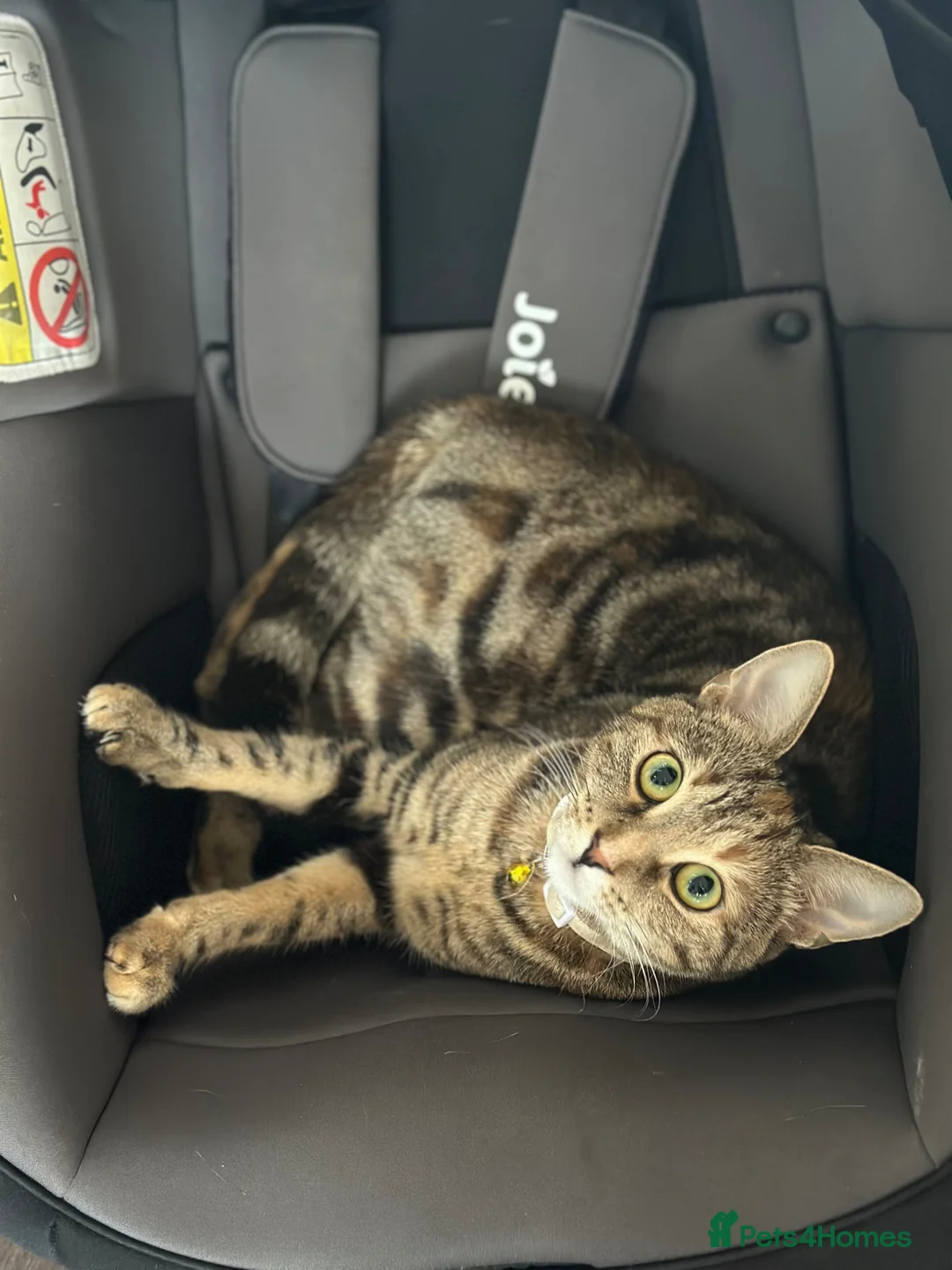 Bengal cats for sale: Bengal Mix Female Cat  in Sheffield - Advert 2