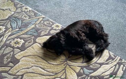 Cocker Spaniel dogs for sale: Show Cocker Spaniel Female 5 months old - Image 3