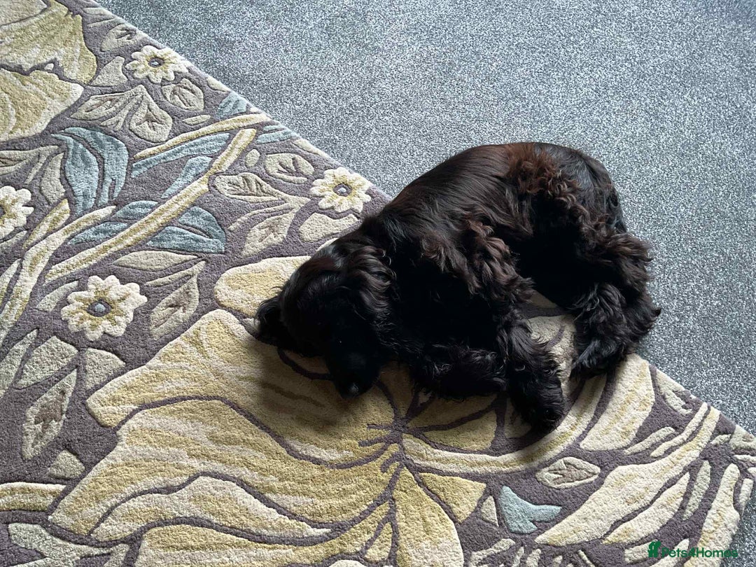 Cocker Spaniel dogs for sale: Show Cocker Spaniel Female 5 months old - Image 3