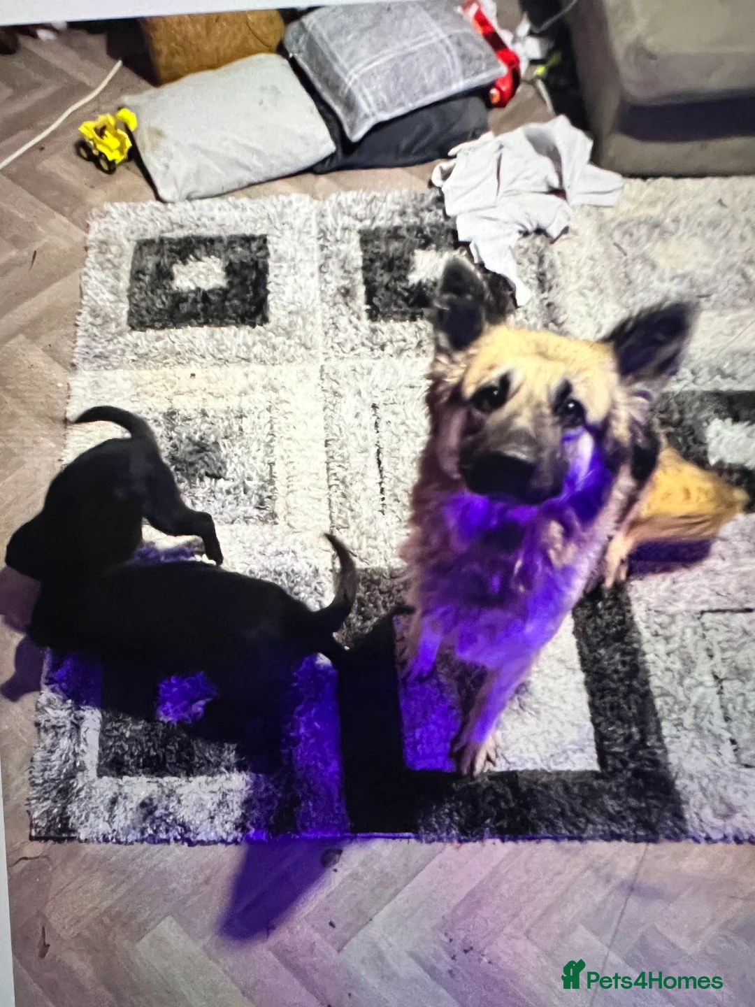 Mixed Breed dogs for sale: German shepherd X COLLiE REDUCED!! - Advert 7