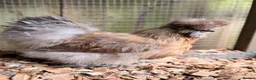 Chickens poultry for sale: Pilkies - Pekin x Silkies 🐥  in Kettering - Advert 2