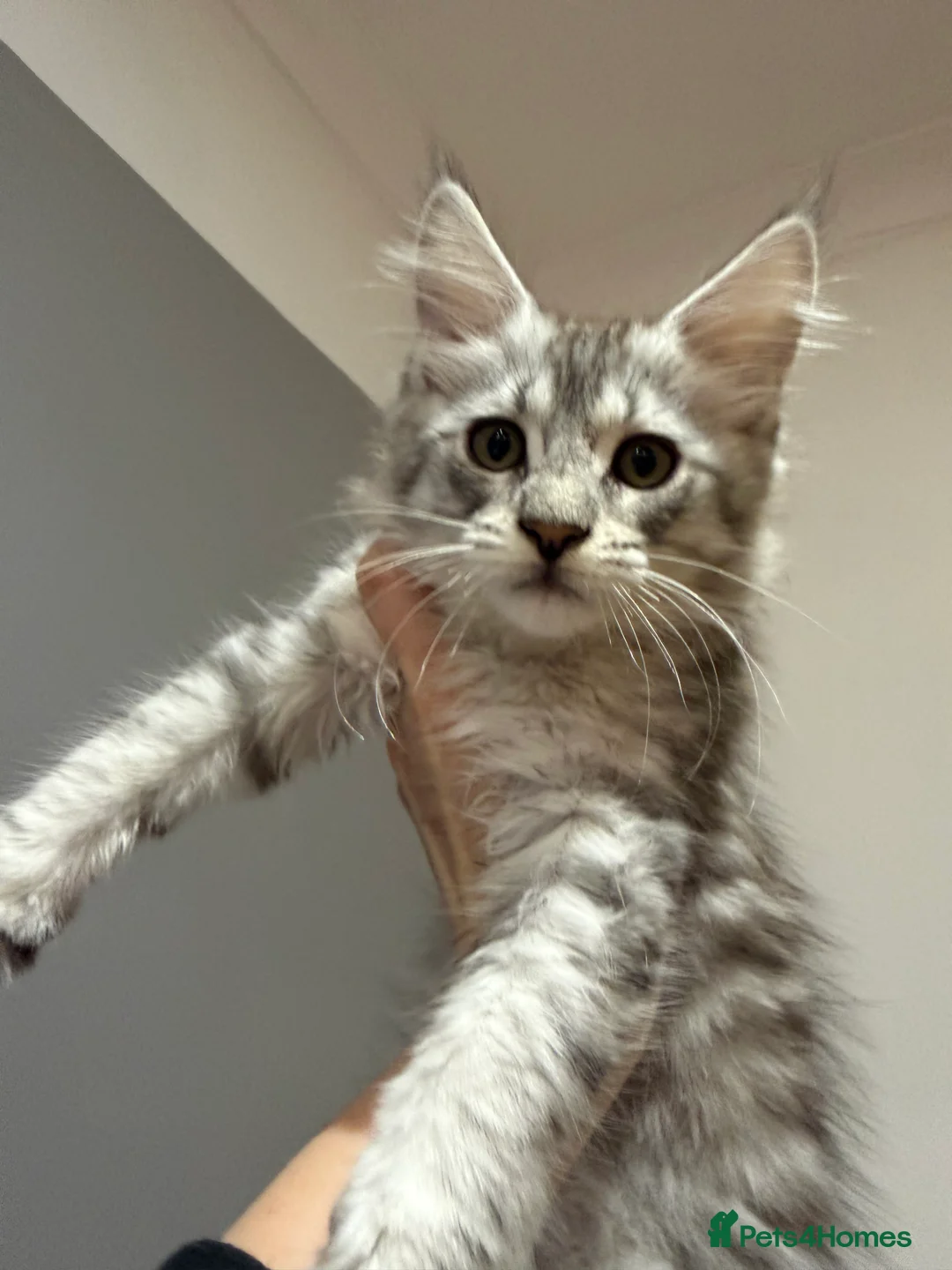 Maine Coon cats for sale: Stunning Black Silver Shaded Maine Coon Kittens - Advert 13