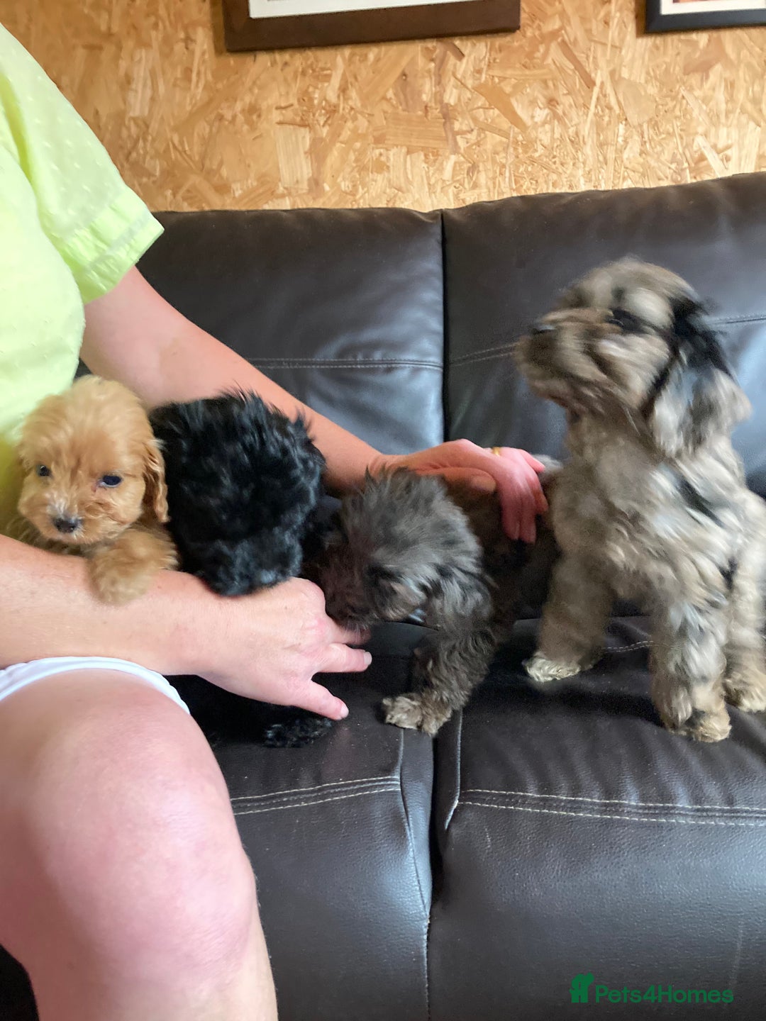 Cockapoo dogs for sale: Cockapoos  - Image 23