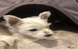 West Highland Terrier dogs for sale: Beautiful west highland puppies for sale - Image 26