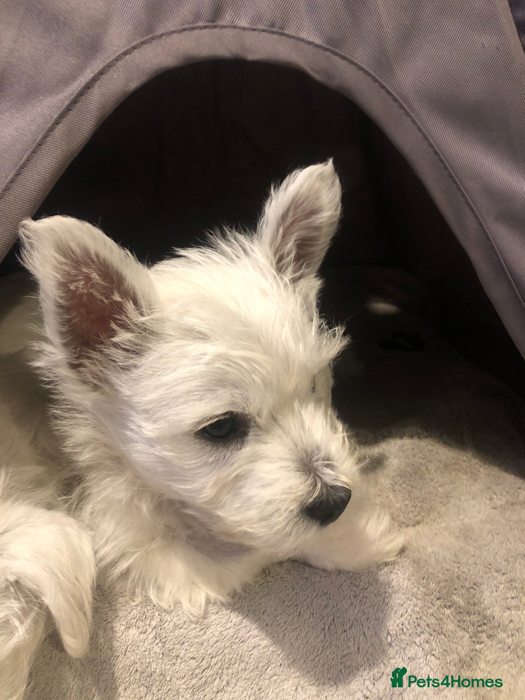 West Highland Terrier dogs for sale: Beautiful west highland puppies for sale - Image 26