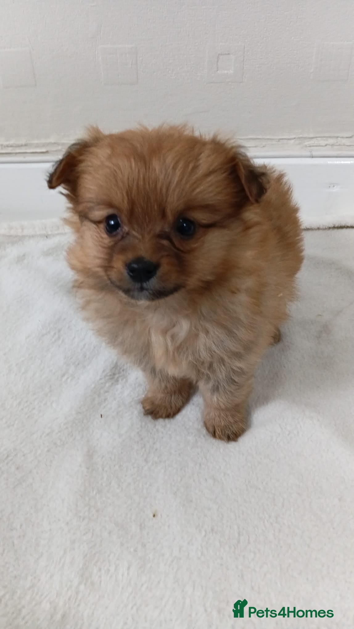 Bordoodle dogs Poodle x pom - Advert 1