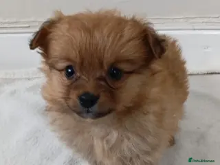 Bordoodle dogs Poodle x pom - Advert 2