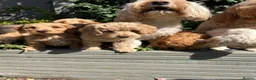 Cockapoo dogs for stud: Stunning Fully Health Tested F2b Cockapoo Proven ! - Advert 22