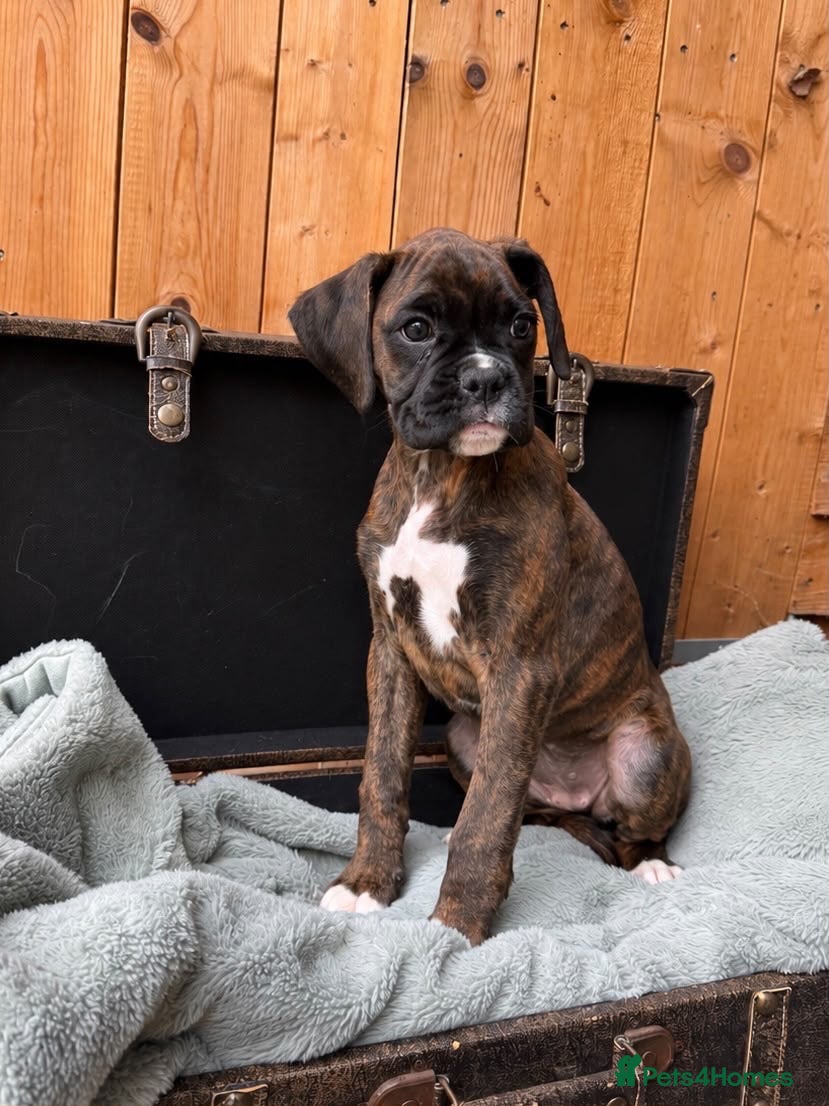 Boxer dogs KC Registered Boxer Puppies - health tested - Advert 2