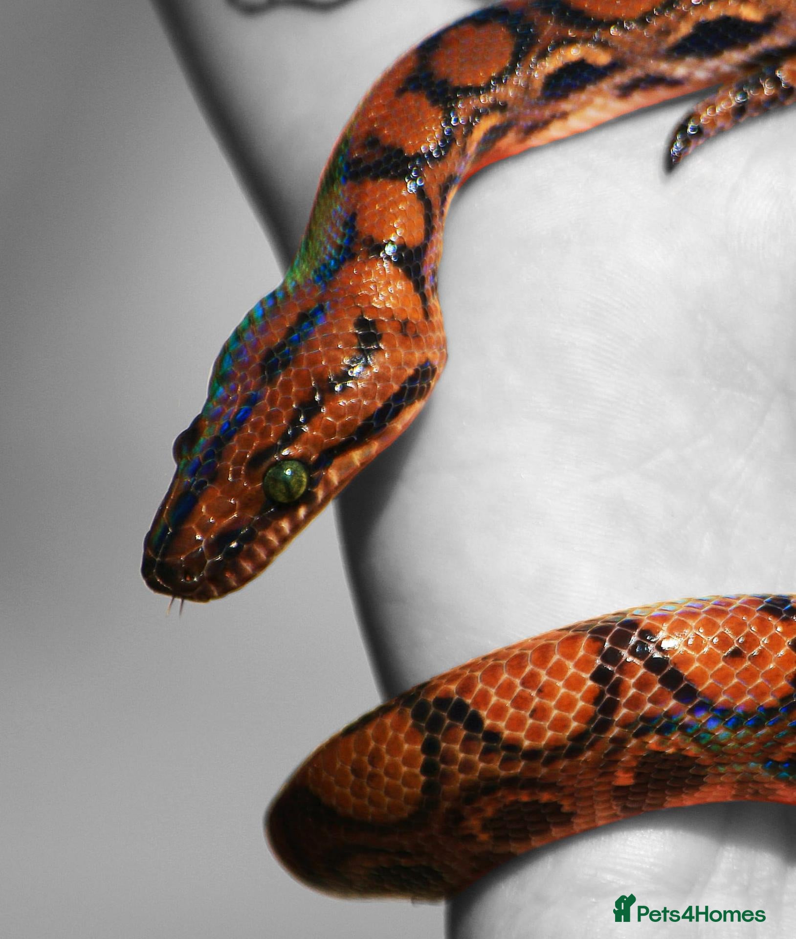 Boa Snake reptiles for sale: Brazilian Rainbow Boa & Viv - Advert 2