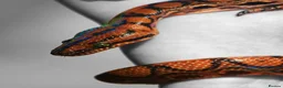 Boa Snake reptiles for sale: Brazilian Rainbow Boa & Viv - Advert 2