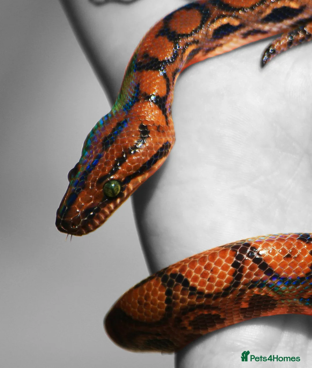 Boa Snake reptiles for sale: Brazilian Rainbow Boa & Viv - Advert 2