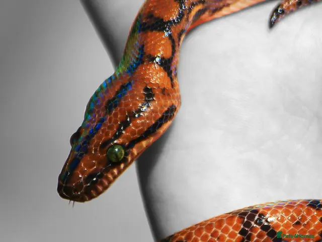 Boa Snake reptiles for sale: Brazilian Rainbow Boa & Viv - Advert 2
