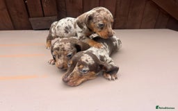 Dachshund dogs for sale: 6 beautiful dachshund puppies!!! - Image 3