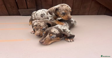 Dachshund dogs - Advert 1