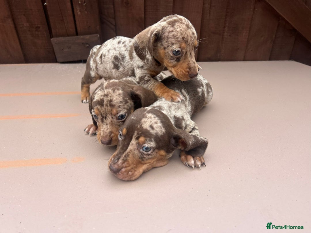 Dachshund dogs for sale: 6 beautiful dachshund puppies!!! - Image 3
