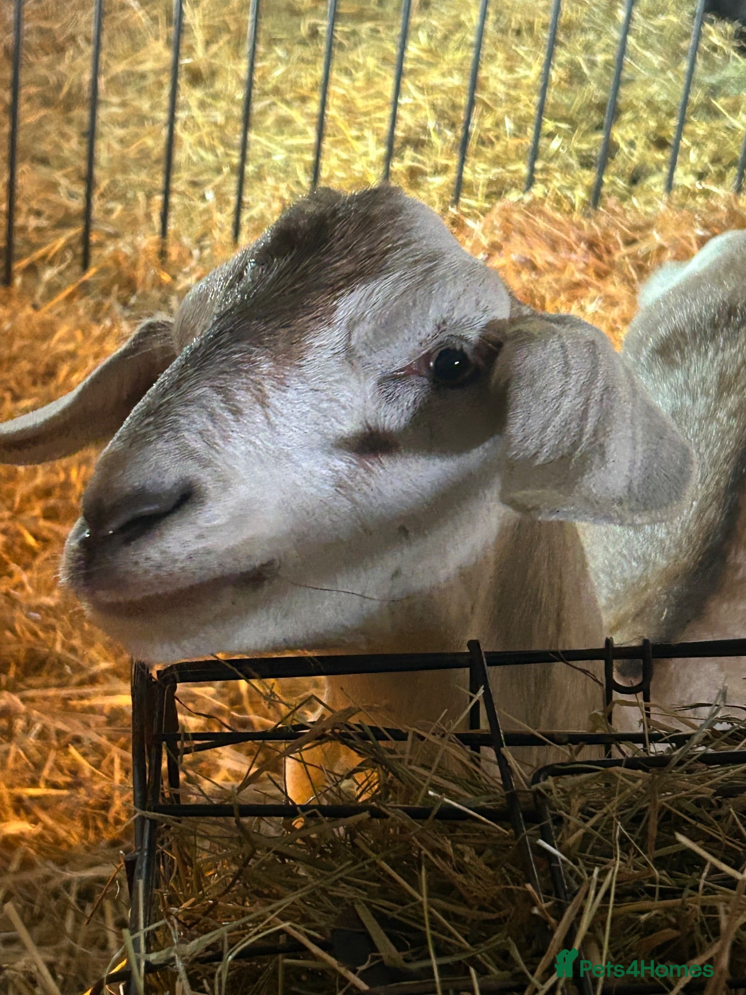 Goats livestock Oliver - Advert 4
