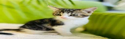 Mixed Breed cats for sale: Kittens for sale ,mixed breed, wonderful behaviour - Advert 30