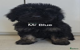 Mini Goldendoodle dogs for sale: 5 beautiful healthy goldendoodle F1 - Image 5