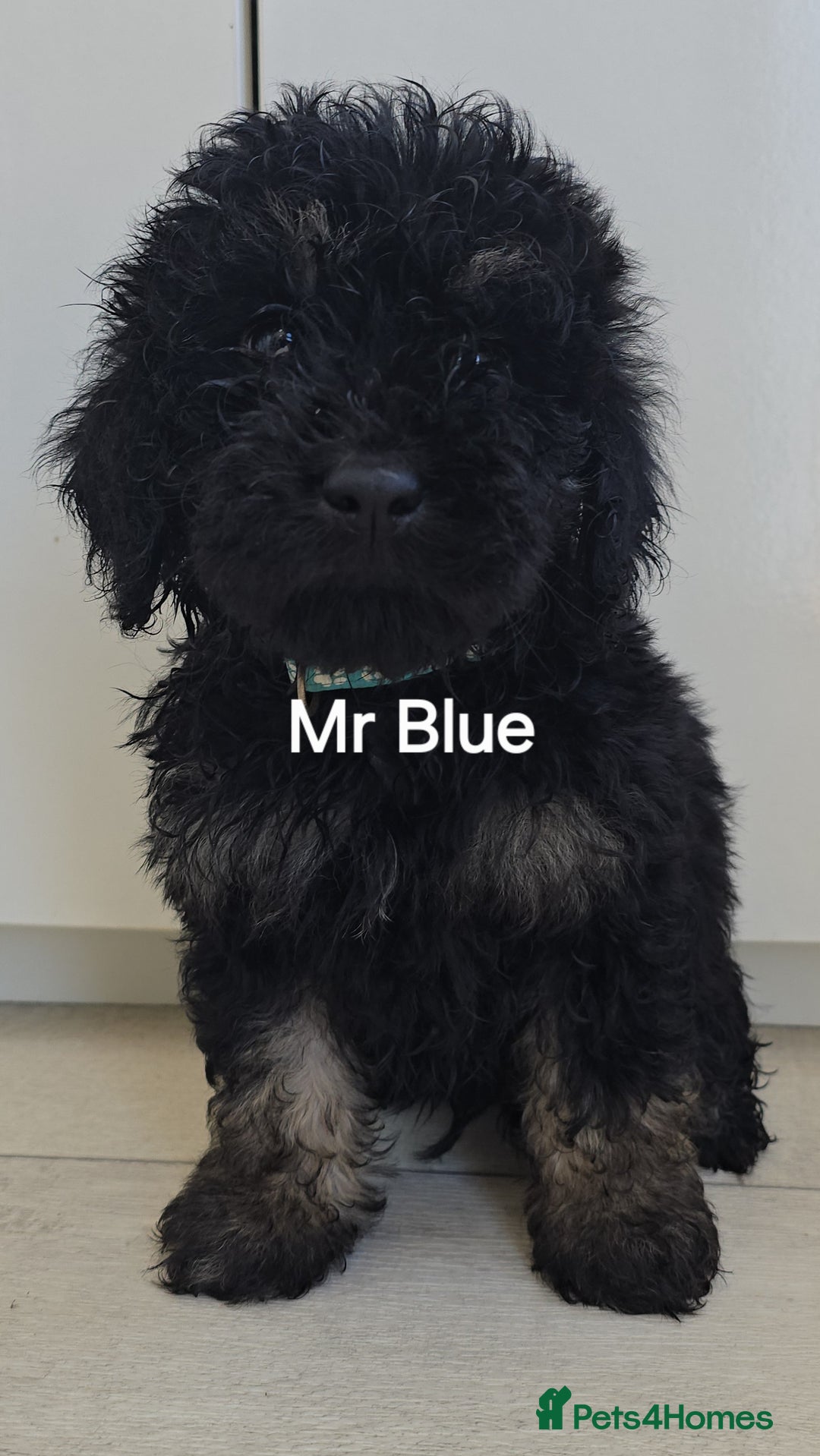 Mini Goldendoodle dogs for sale: 5 beautiful healthy goldendoodle F1 - Image 5